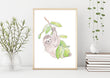 Watercolor Sloth
