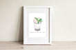 Mint Julep